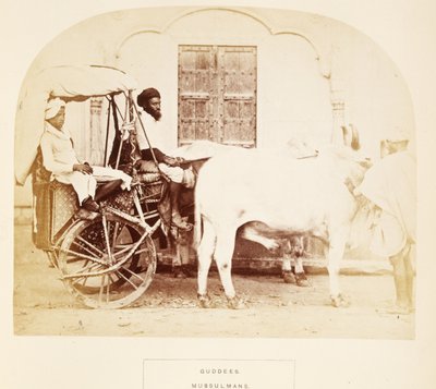 Guddees, Mussulmans, Rajpootana, de The People of India, par J. Forbes Watson, publié en 1868 - English Photographer